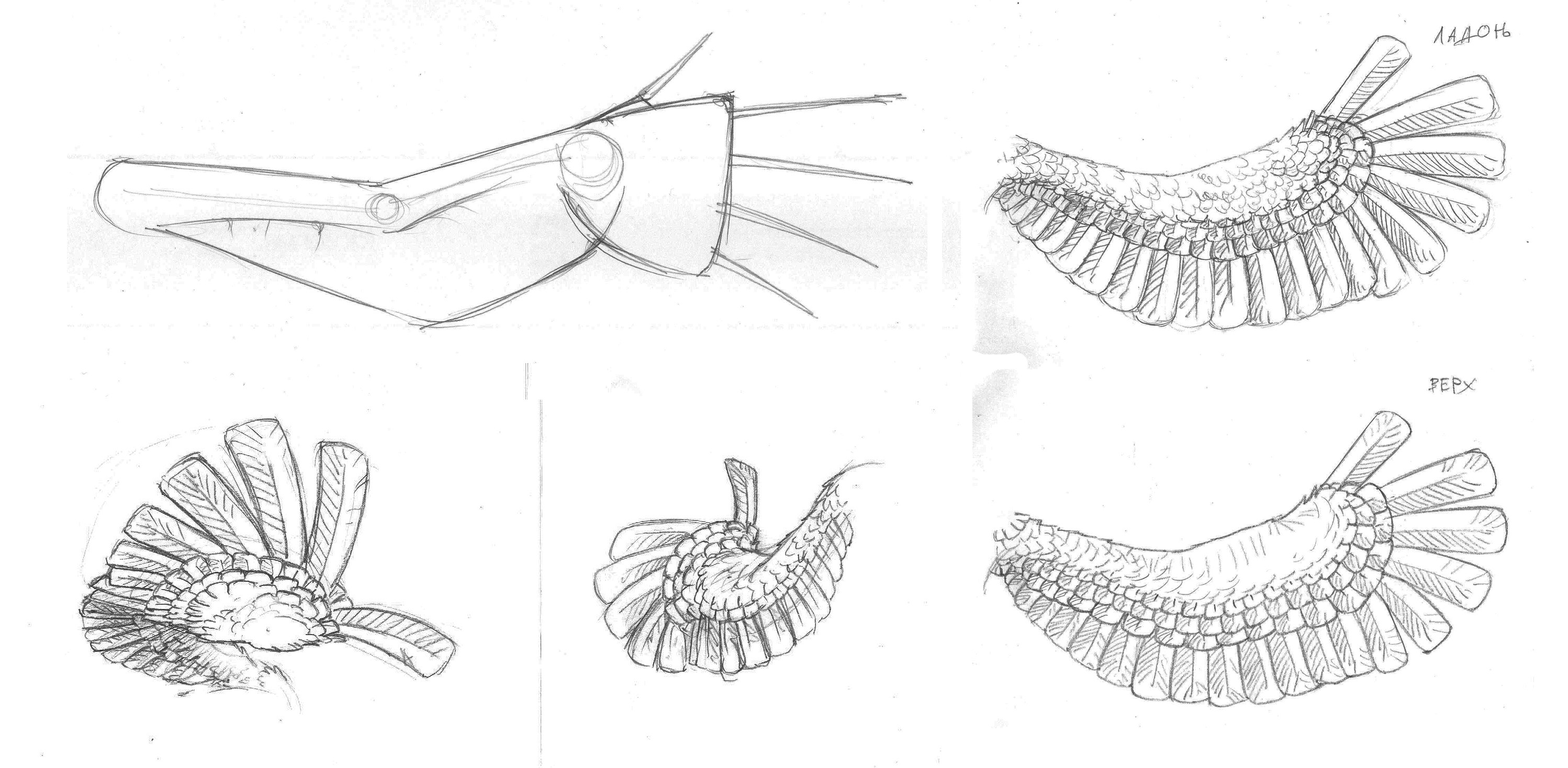 Wings